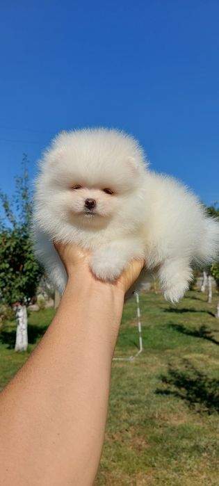 Мини померан момче