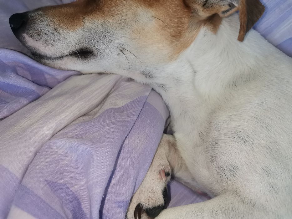 Подарява се Джак ръсел на 5 годинки ,обучен и не нанася щети ,добър