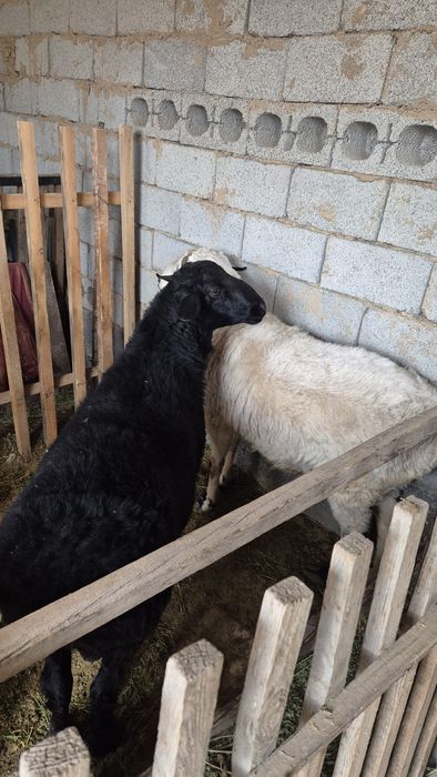 Қошқар сатылады семіз