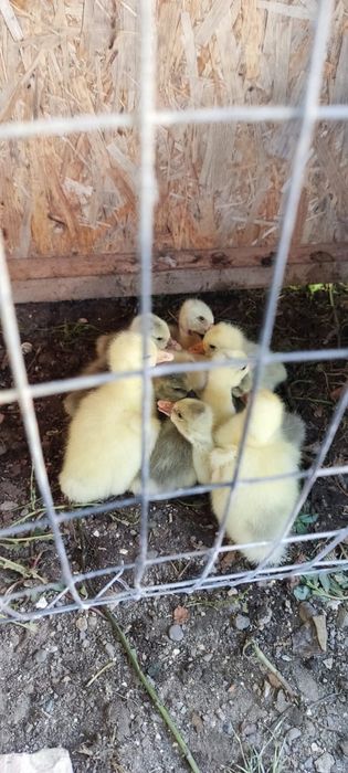 Продам маленьких гусят