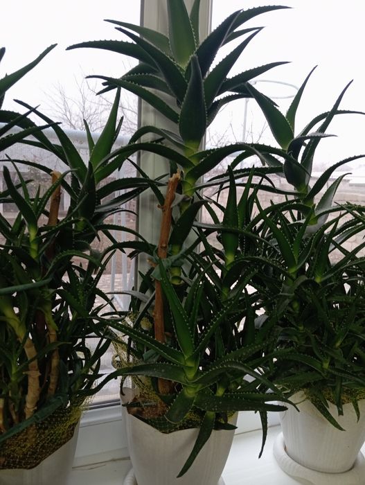 Продаётся алоэ Шымкент қаласы