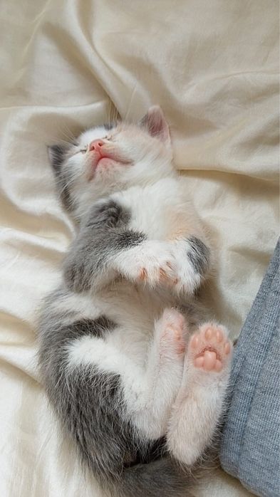 мысық сатылады бесплотно