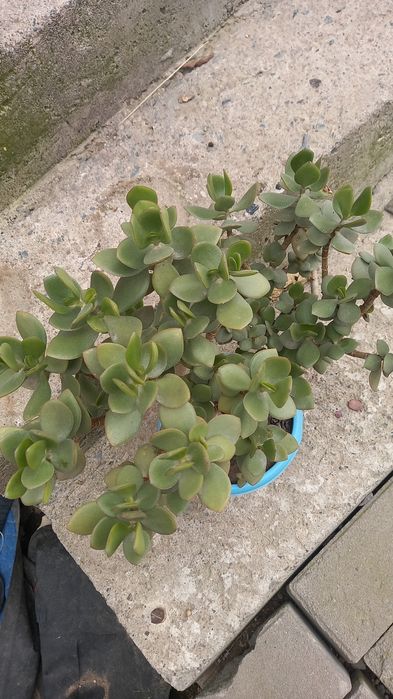 Комнатные цветы красивые