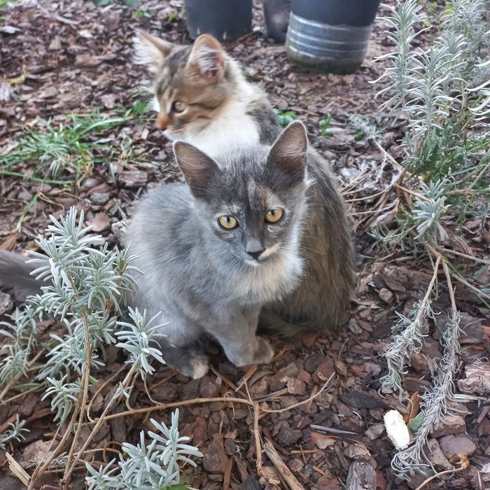 Котенца търсят нов дом