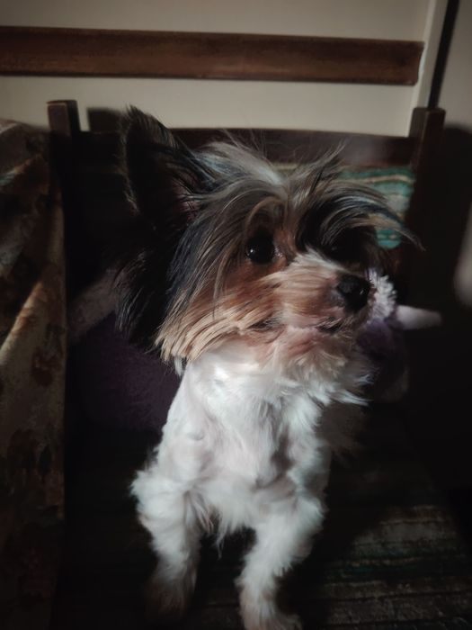 Прекрасен Бивер Йоркширски териер – търси нов дом