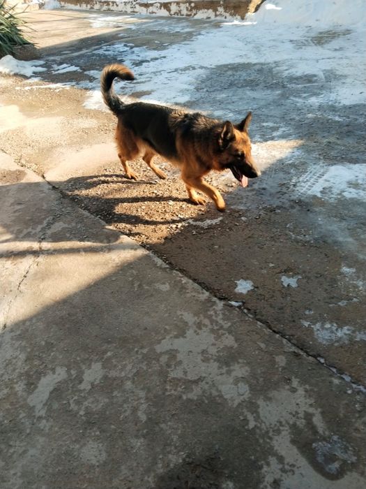 Собаки немецкой породы