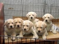 Чистокровные щенки лабрадора