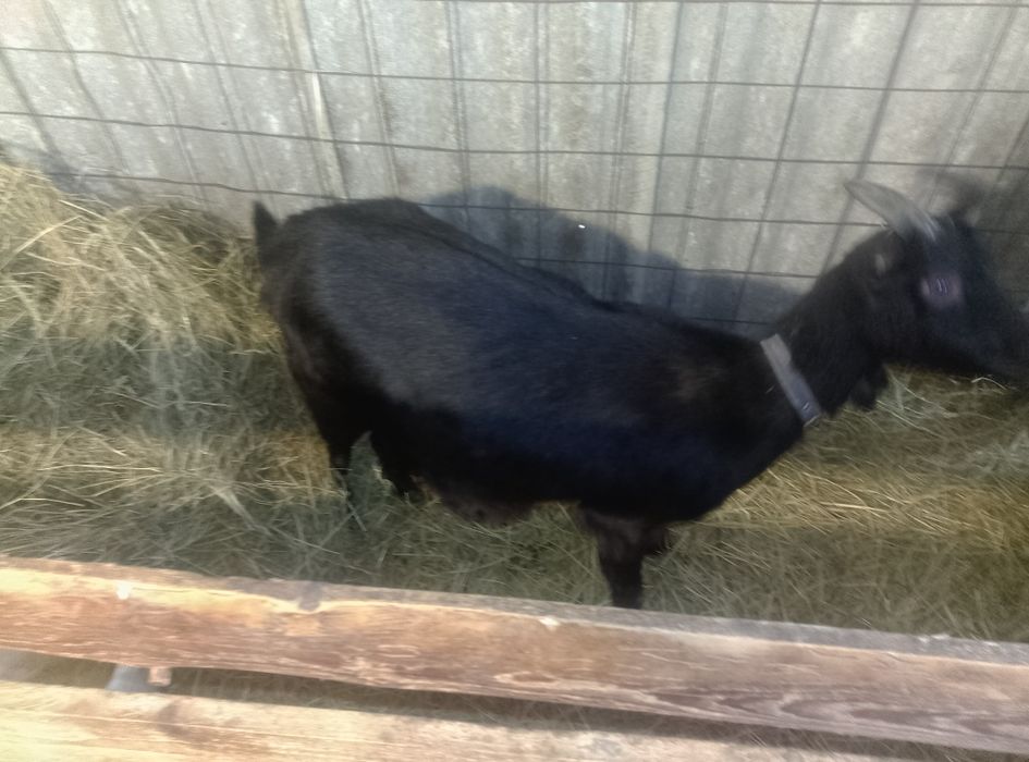 Vând două capre alpine franceze