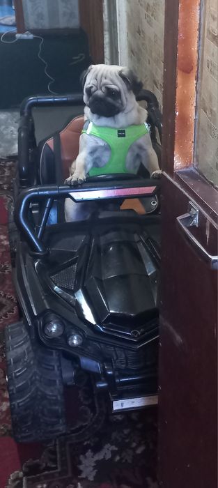 Срочно продам Мопса