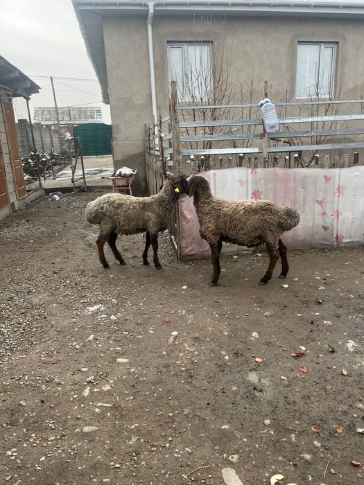 Тоқты қошқар сатылады