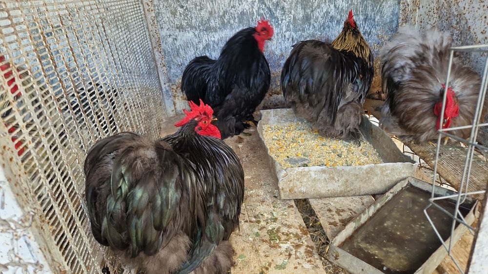 Schimb cocoși cochinchina pitic