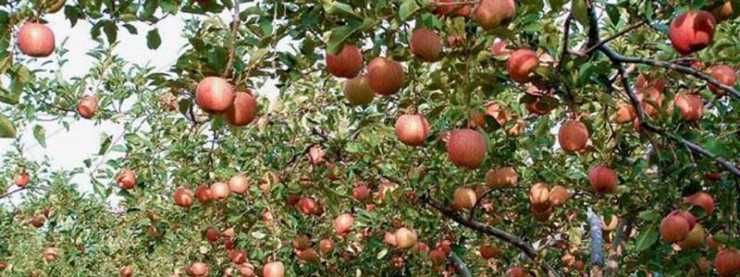 Декоративни Медоносни Дървета И Храсти