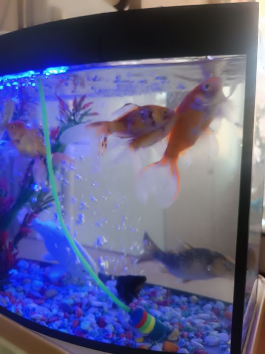 Рыбы с Аквариумом