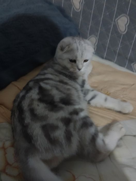 Продаю кошку  40 тысяц тенге