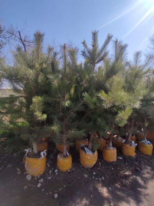 Gazon ekish va tayyor gazon yotqizish archa kisish