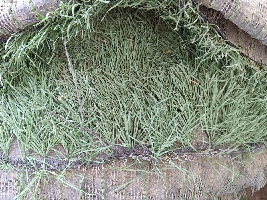 Газон искуствини и родиатор некси