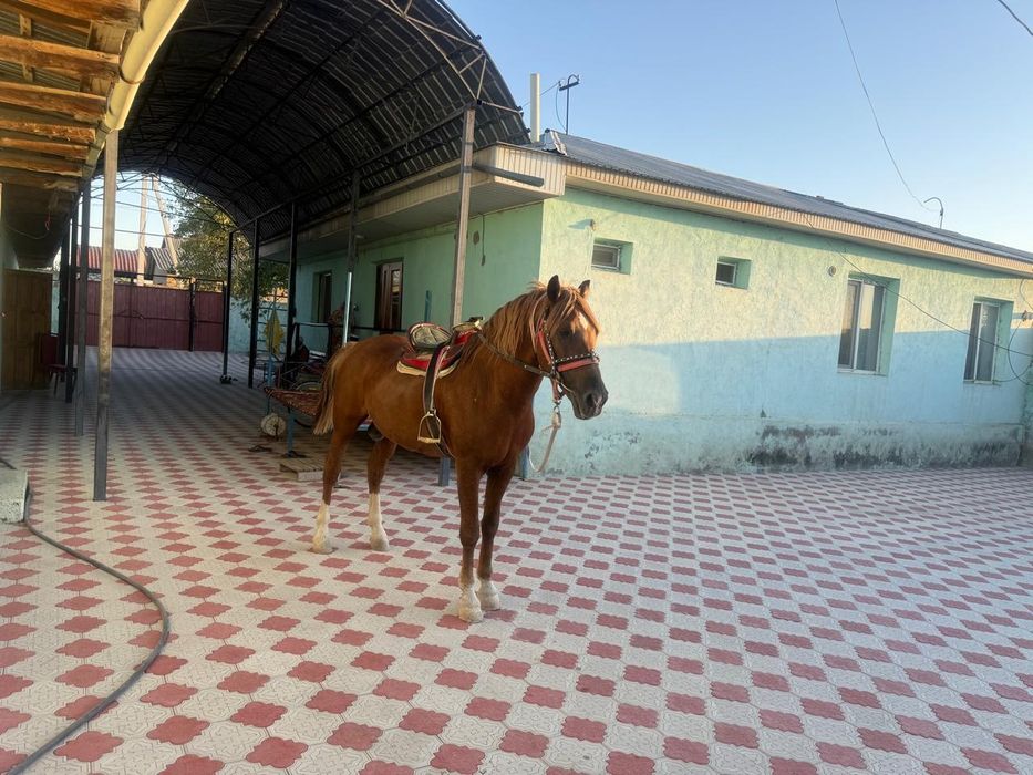 Көкпәрі ат сатылады