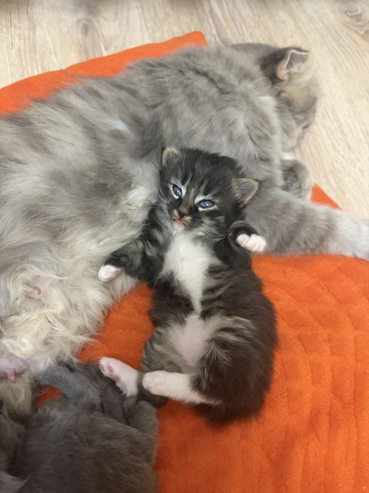 Вислоухие котята