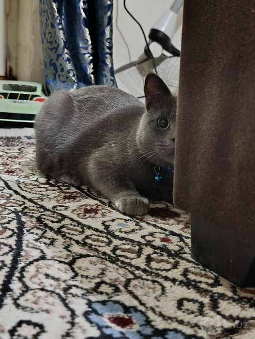 Продаётся кошка скоттиш страйт