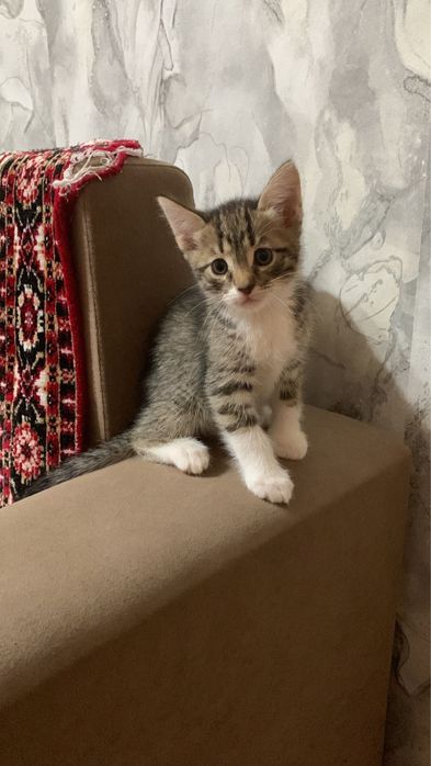 Отдам даром котят , все мальчики