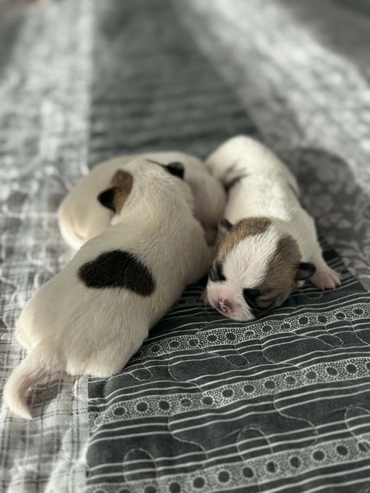 Продавам кученца чихуахуа