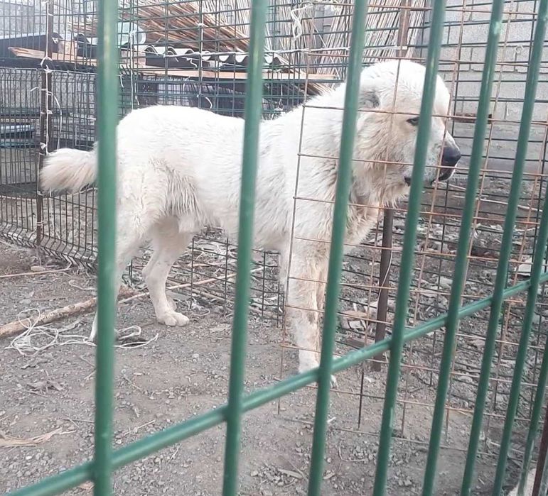 Еркек ит сатылады