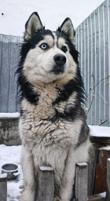 Хаски вязка кобель