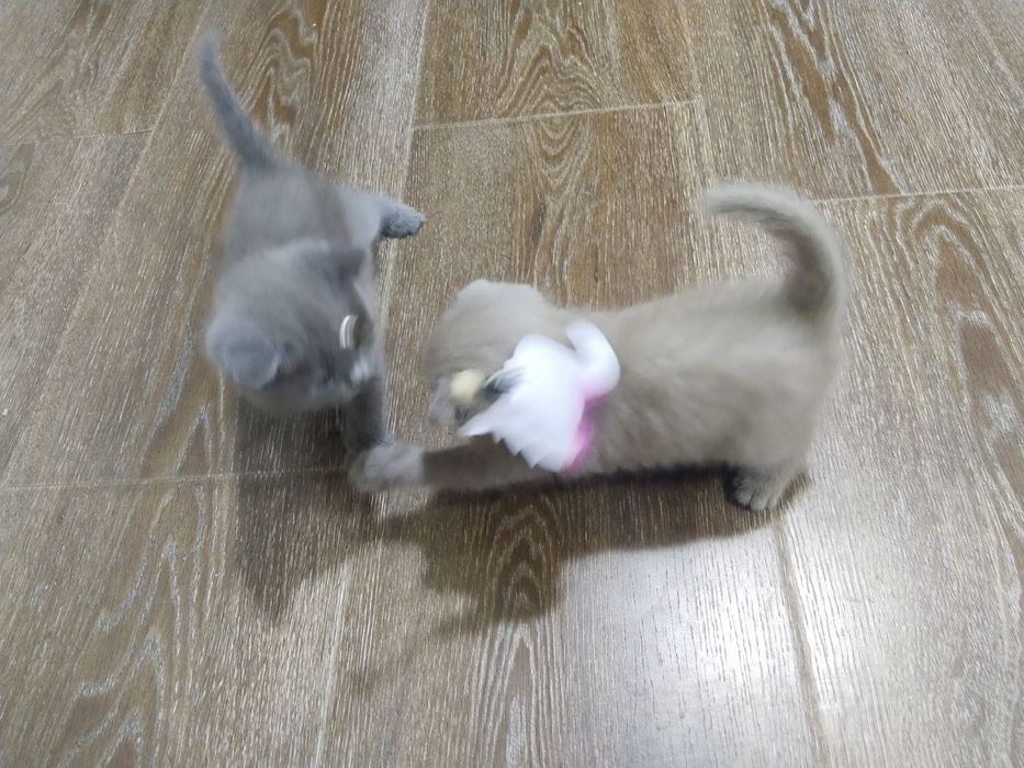 продаются котята