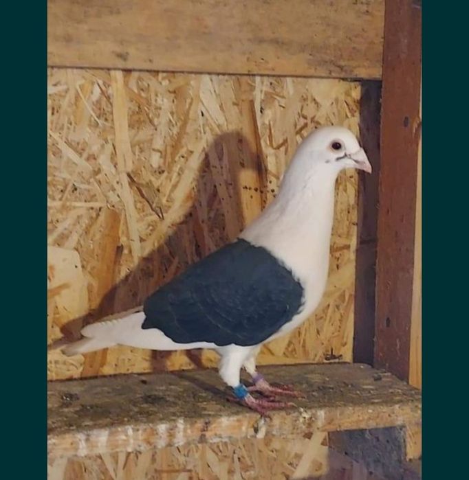 Porumbei voiajori căpăciți