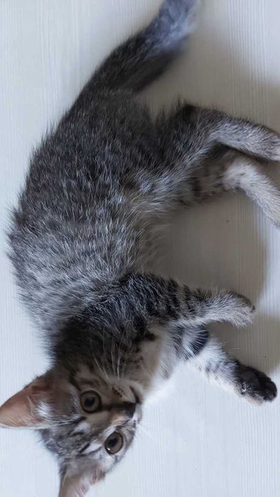 Котёнок девочка 2,5 месяца