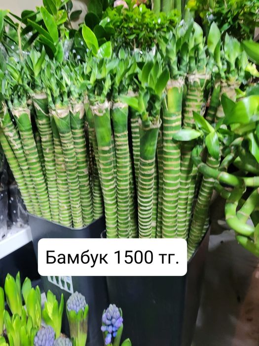 Бамбук ветками. Бамбук композиция. Бамбук для вазы. Бамбук счастья