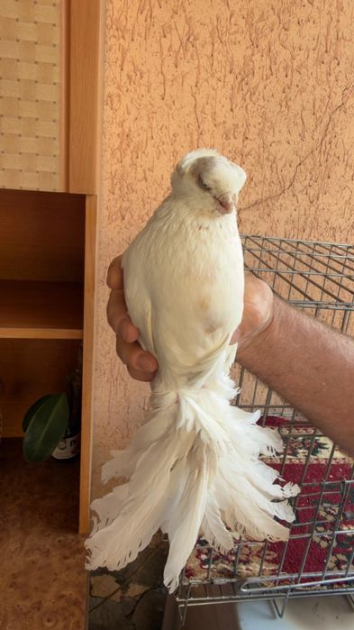 Голубь молодой Гульбадам