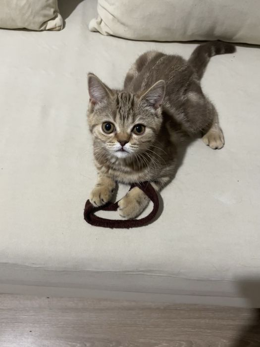 котенок шотландской породы девочка