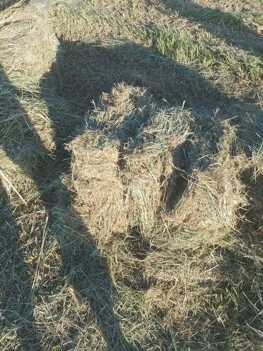 Продам сено разнотравье. Самовывоз.