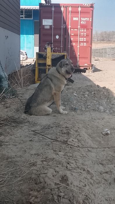 Молодая сука Тобет