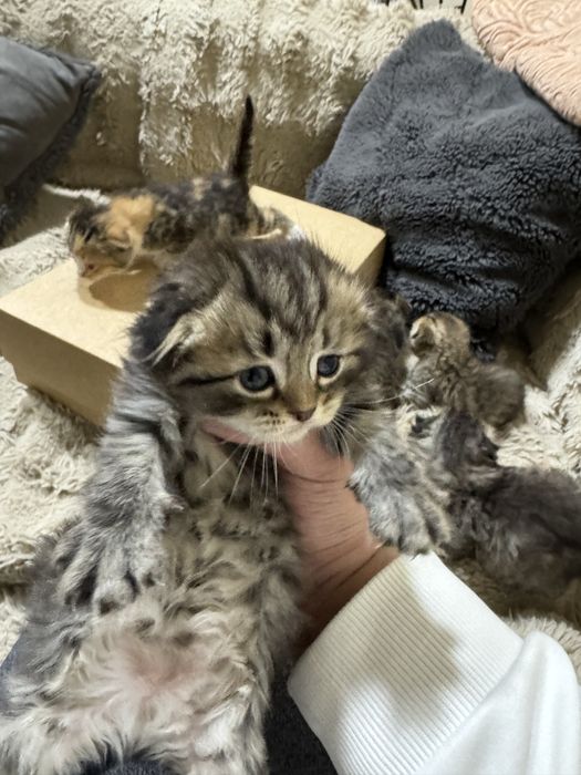 Sotamiz mushu  1,5 oy  parodase gibrit sokoch pold bilan bingalskiy