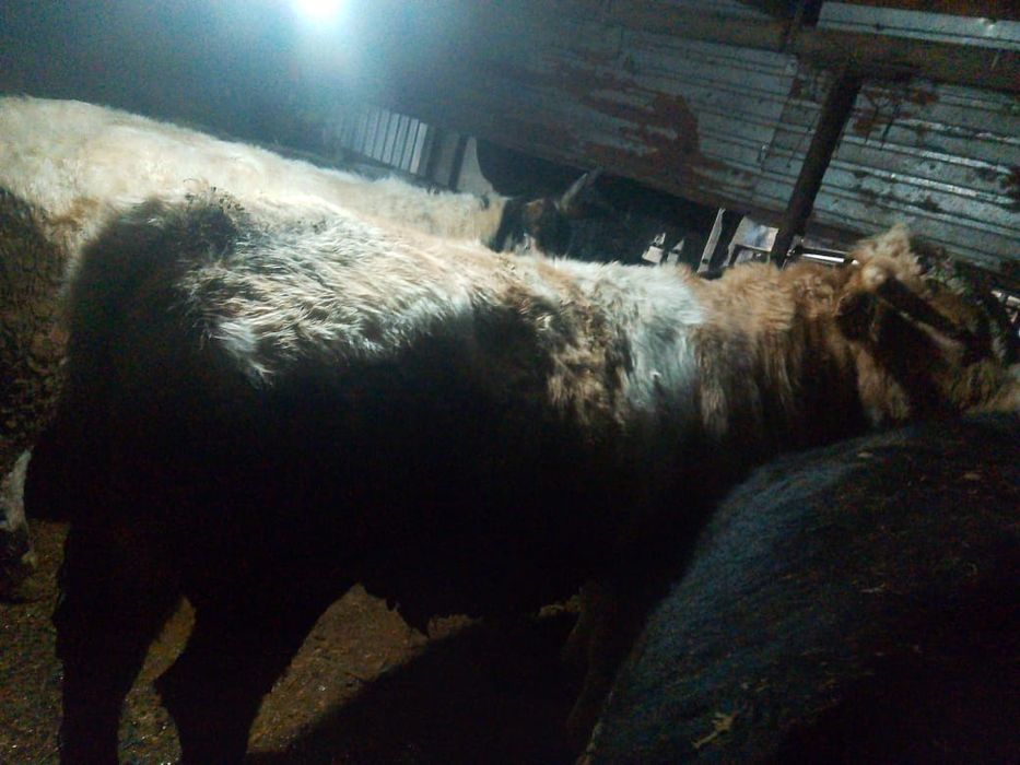 Продам Бычков откормленных