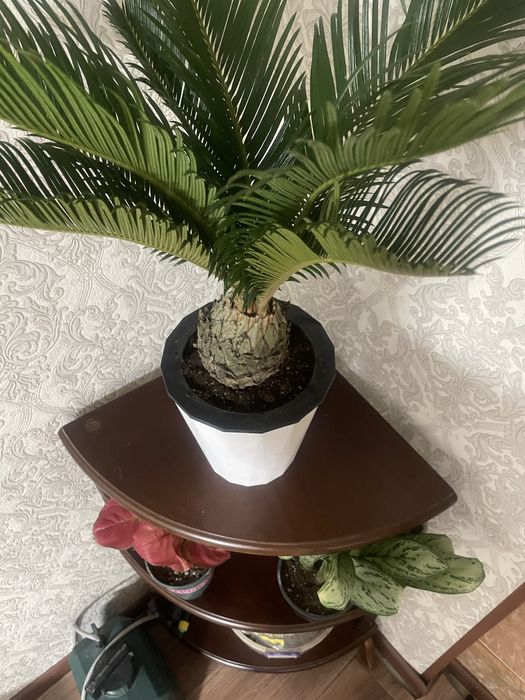 Антуриум ,Спамифилюм,Доллор,Цикас