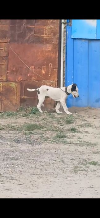 Кушик сатыладыыы