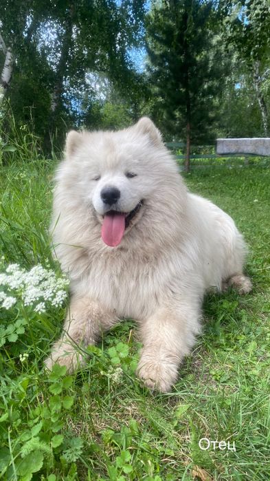 Продаются щенки самоедов