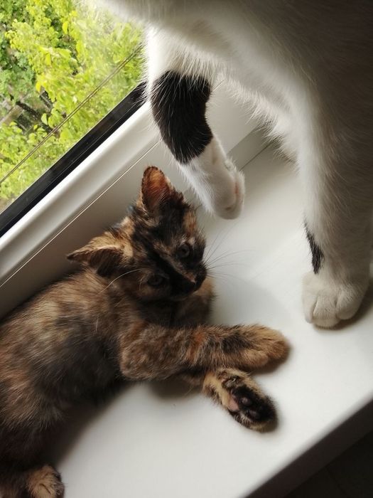 Котенок отдадим в хорошие руки