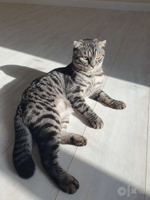 Шотлантский вислоухий