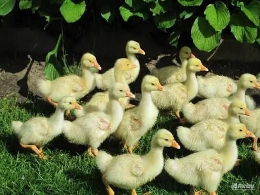 Продажа гусят линда