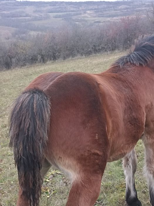 Vind mînz de șapte luni