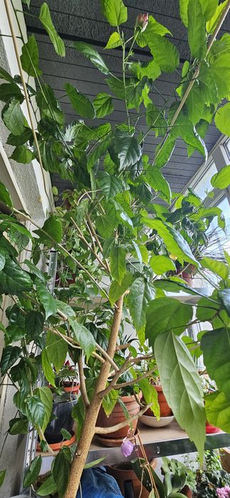 Vand Trandafir japonez 2m