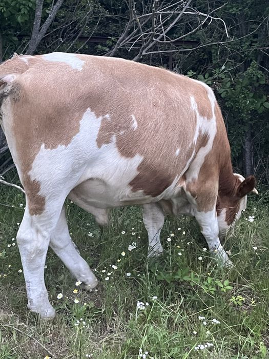 Vand doi tauri de 1 an si 2 luni,o juninca de 2 ani gestanta,tauras de 1 luna jumate si unul de 10 zile