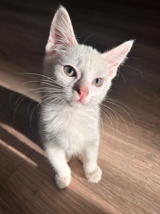 Котенок девочка белая с синими глазами