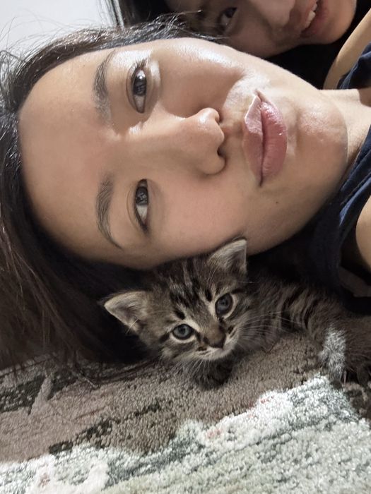 Котята на добрые руки