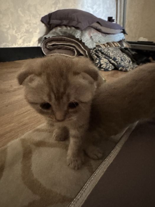 Котята кошки мысык