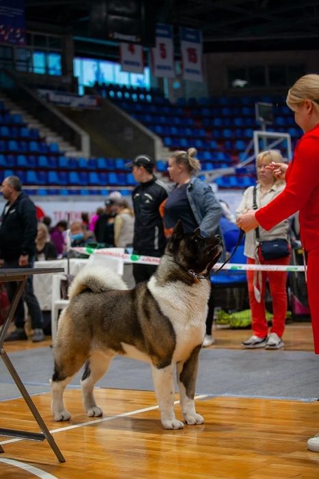 Американская акита вязка